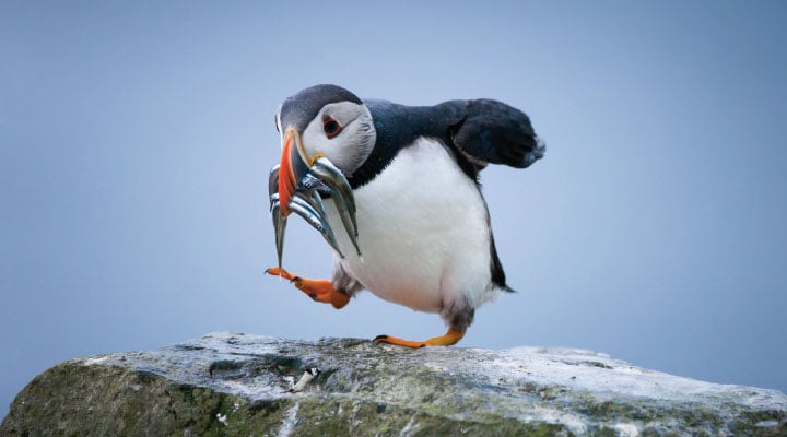 Puffin protectors