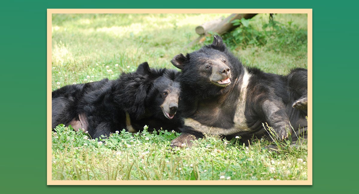 Friends of Animals  Living happily ever afterwith black bears - Friends  of Animals