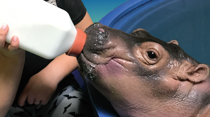 saving fiona