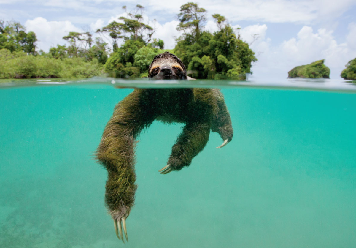 Sloths Swimming