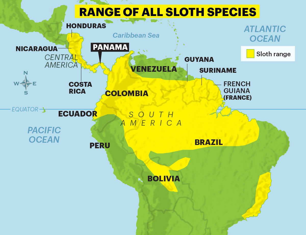 6 sloth species picture