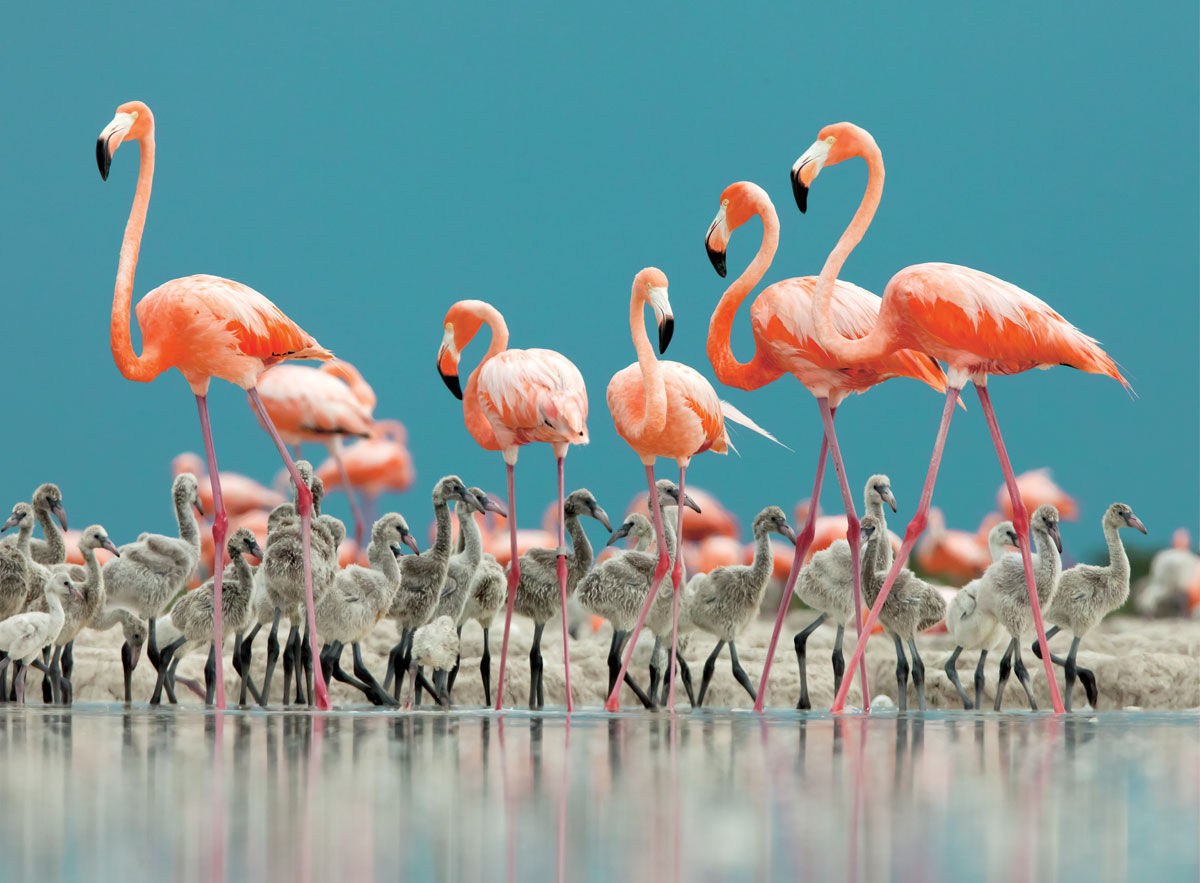 TIL: A group of #flamingos is called a pat. #figtales #bakehappy #cook