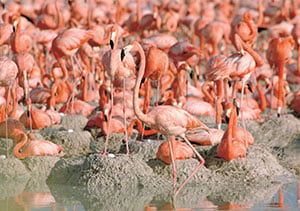 TIL: A group of #flamingos is called a pat. #figtales #bakehappy #cook