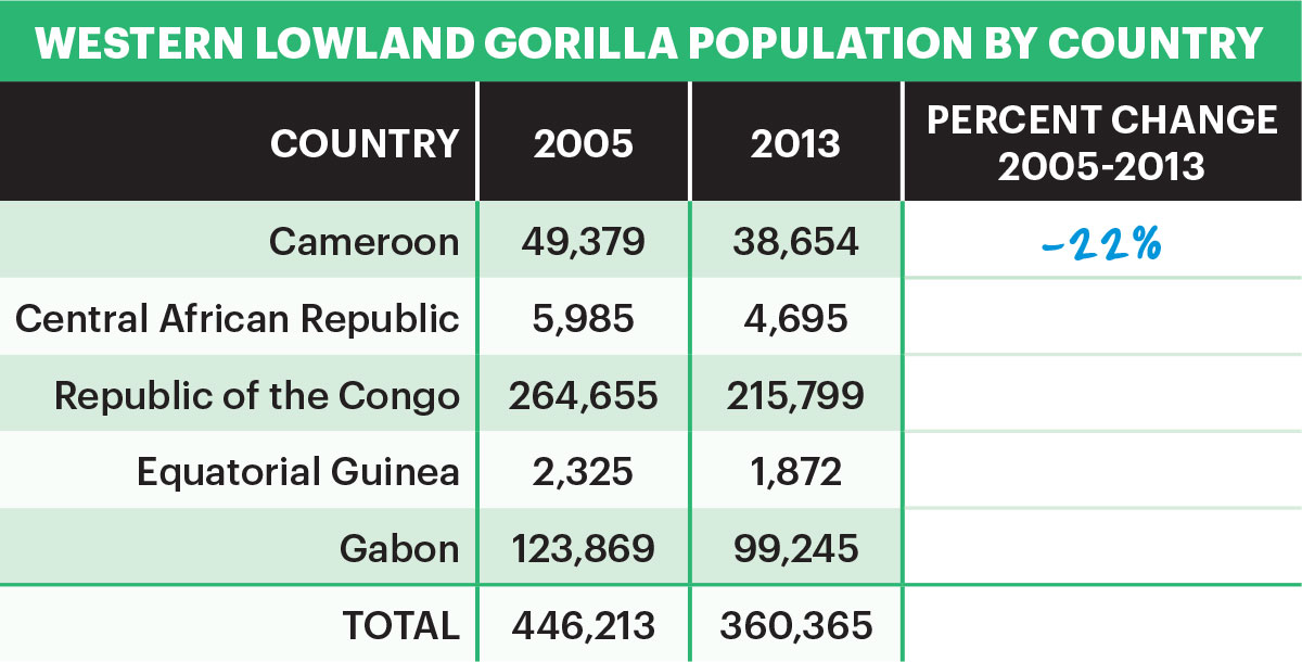 Mountain Gorilla Population Chart