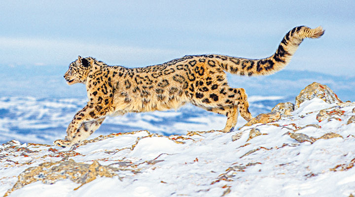 Leopard Roblox Template