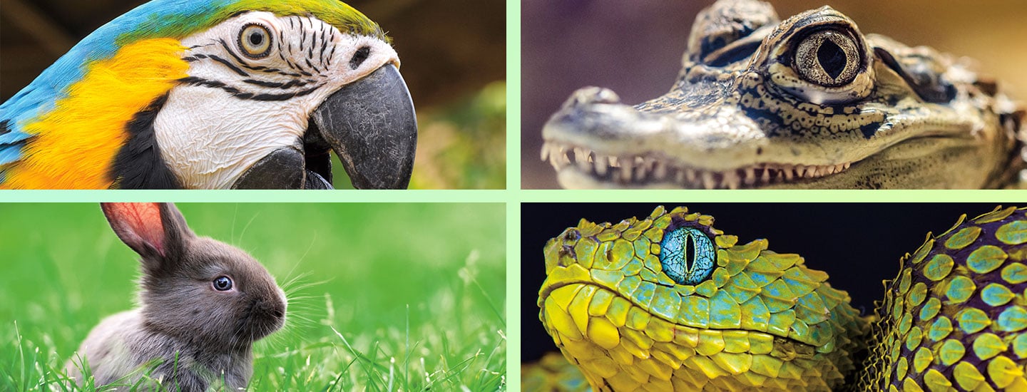 Four different animals: parrot, caiman, rabbit, and snake