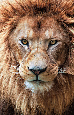 Lion&apos;s face