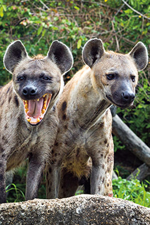 Two hyenas