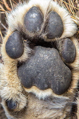 Lion&apos;s paw