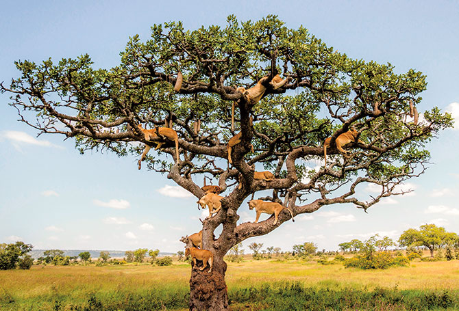 Lions lounging in a tree