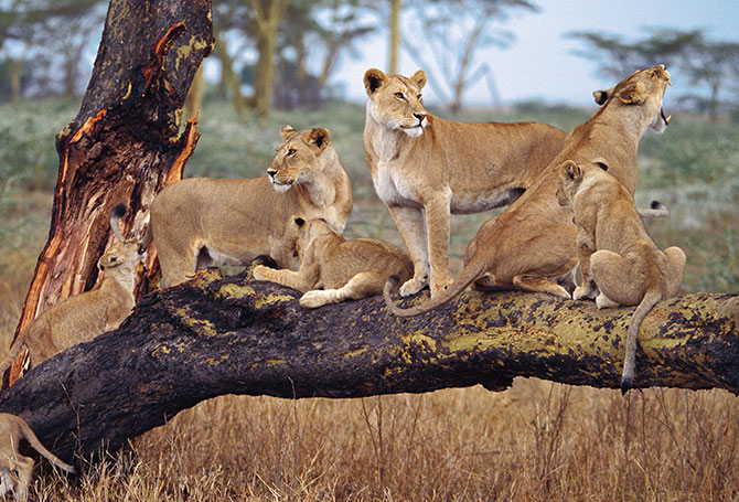 Six lions sitting on a low branch