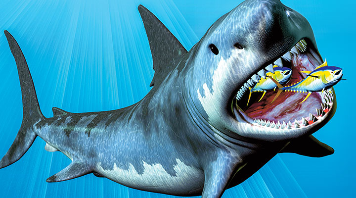 Graphic of a large shark eating two fish