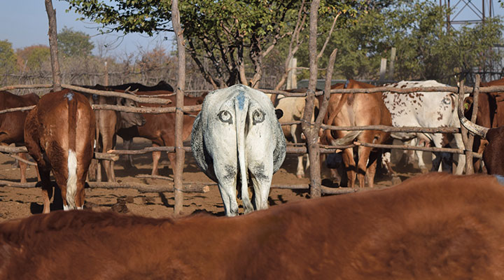 Look Out for Lions! Ratios & Proportions Article for Students ...