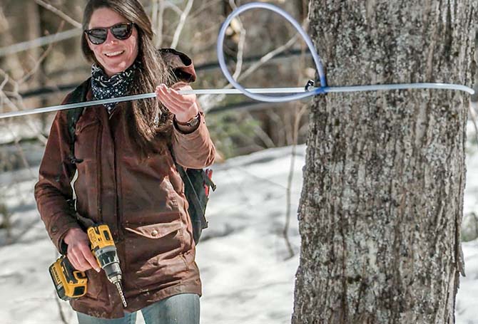A person using tubes to collect tree sap