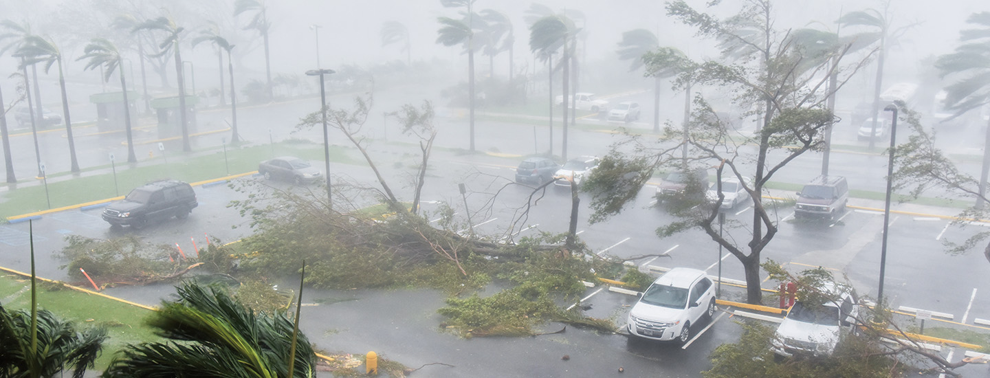 Destroyed trees during a hurricane