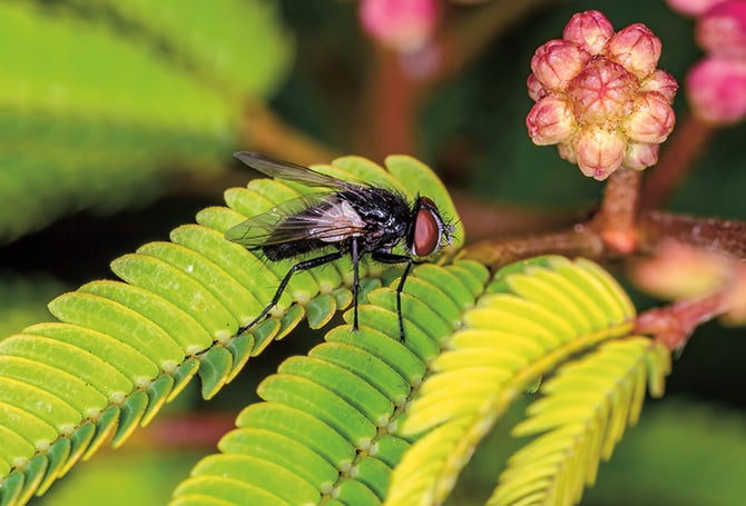 Insects Up High Ratios & Proportions Article for Students