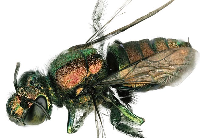 Insects  September 2022 - Browse Articles