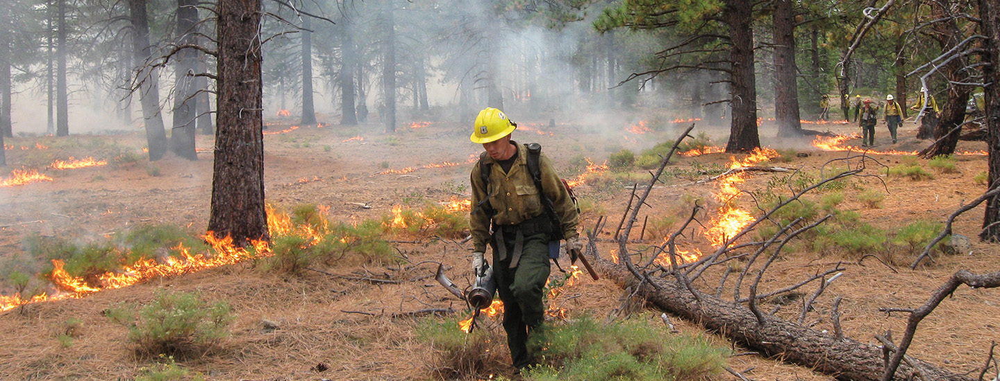 Firefighter walking in a burning forest