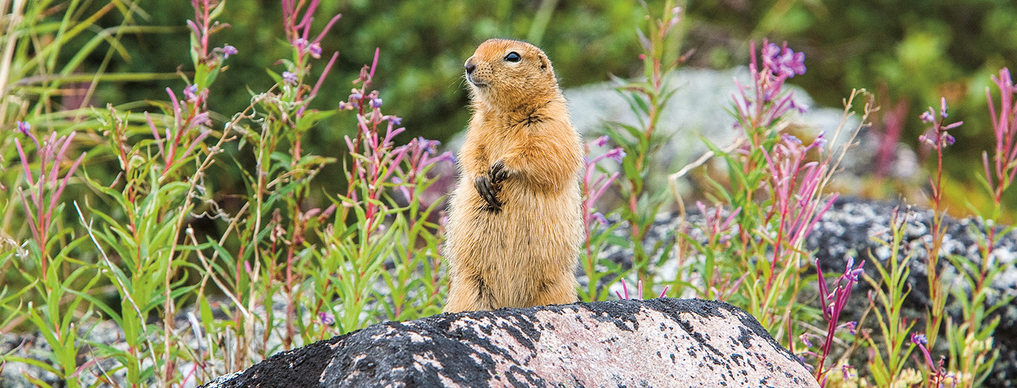 Image of a groundhog surrounded by flowers