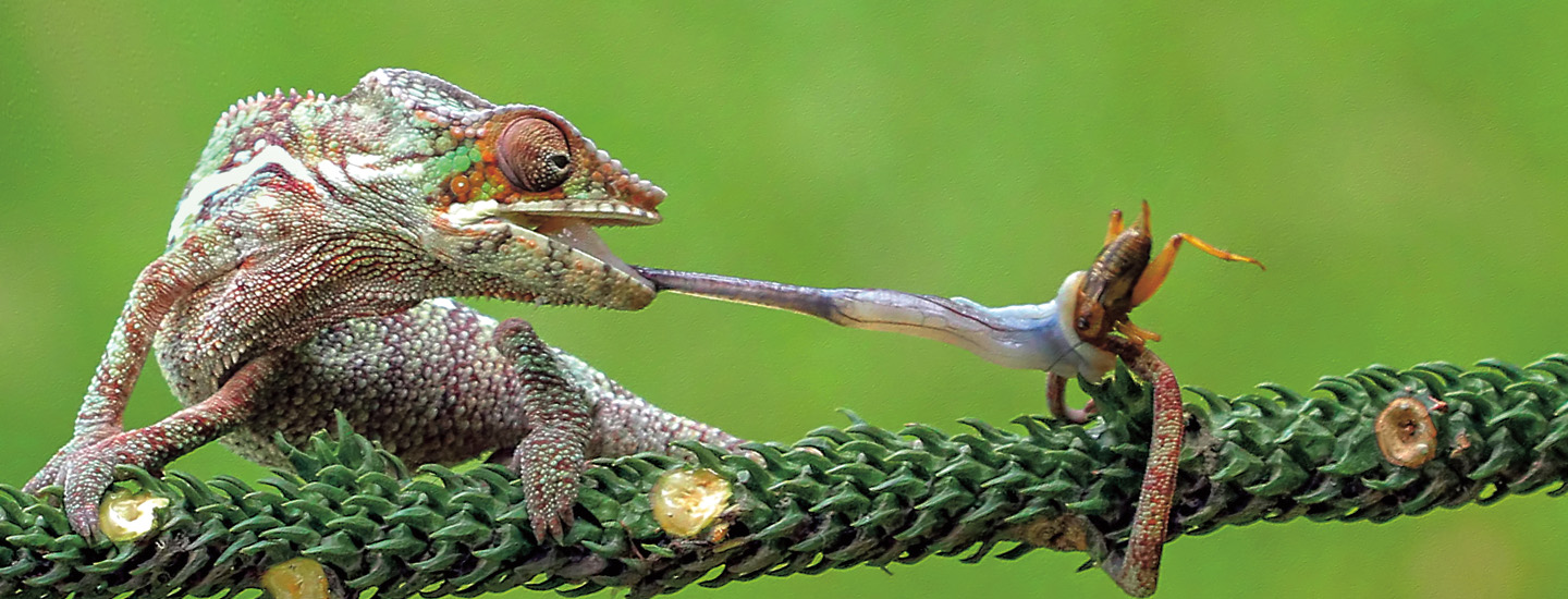 Photo of a chameleon using its tongue to catch an insect for a meal