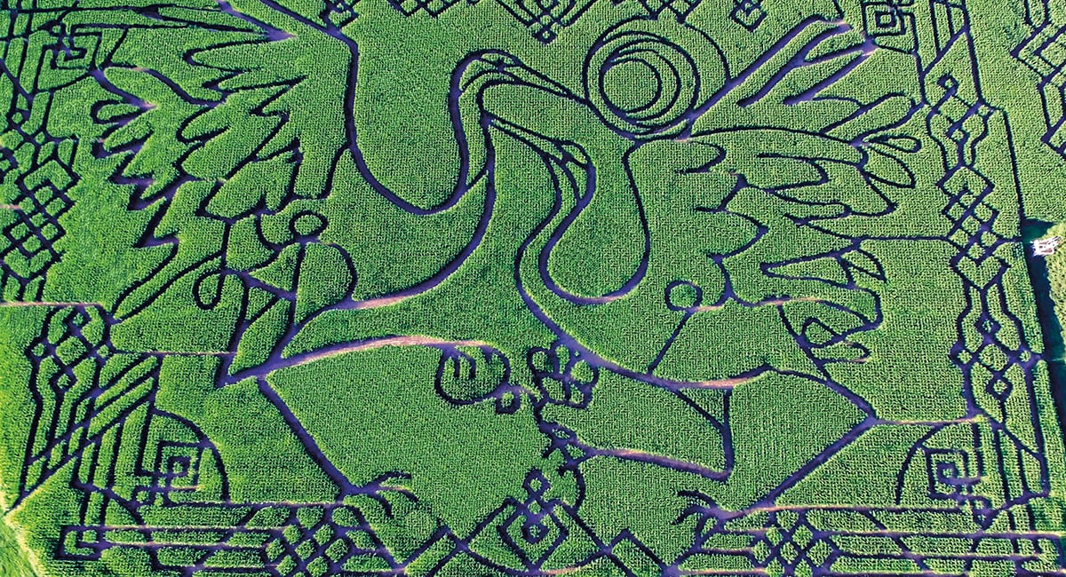 Bird&apos;s eye view of an intricate corn maze depicting a larger image