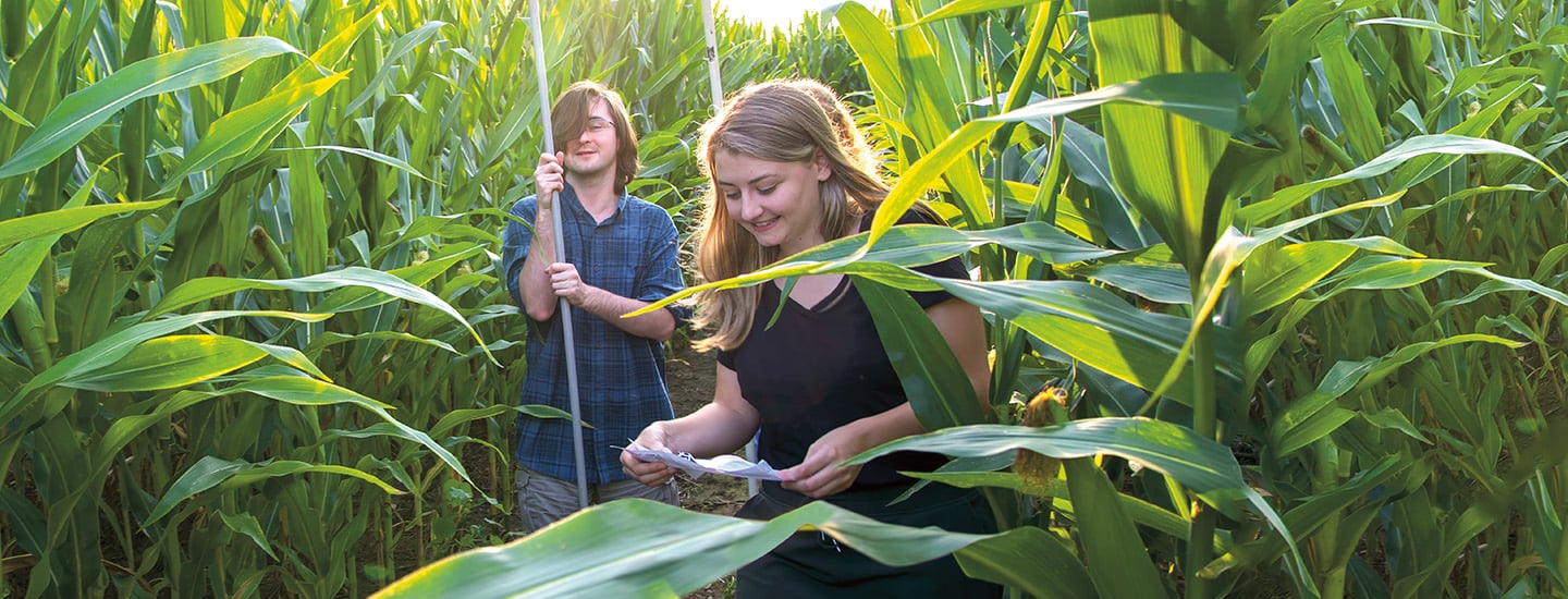 Image of smiling people walking through a corn maze