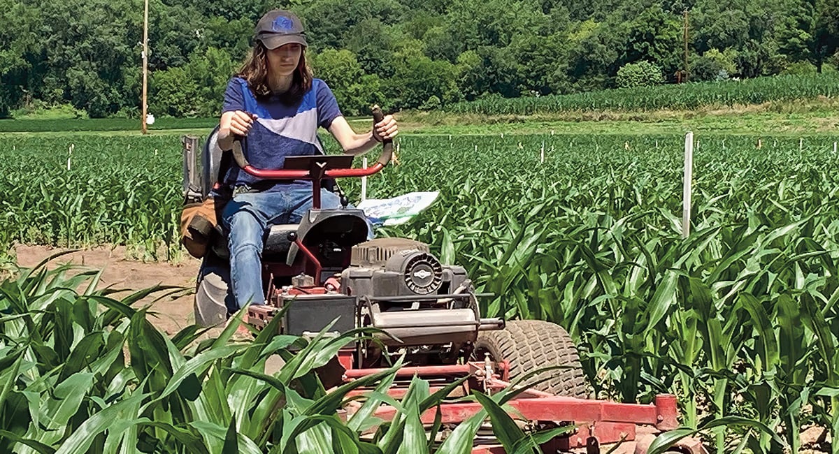 Image of a person cutting through a corn maze