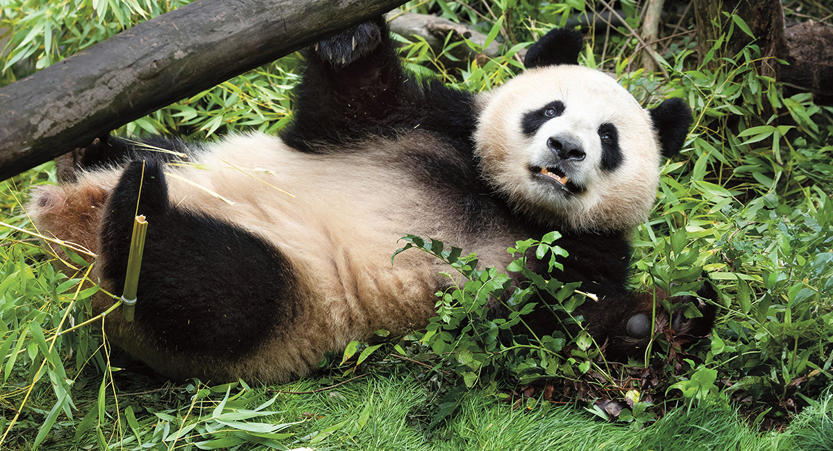 Welcome Back, Pandas Statistics & Probability Article for Students