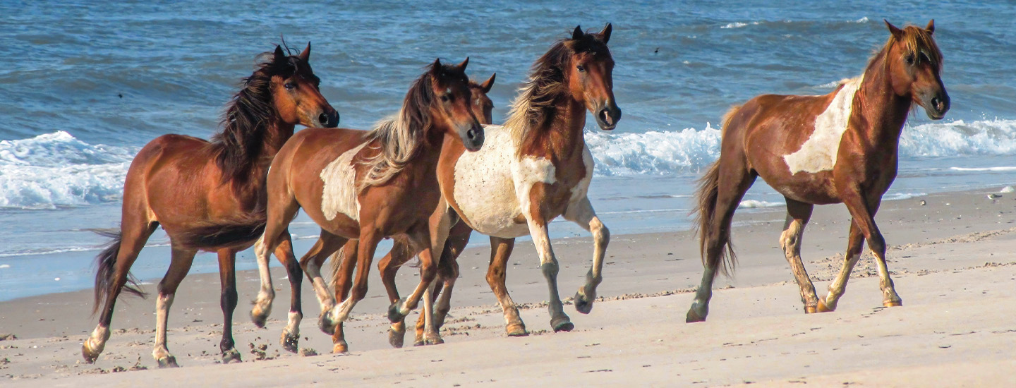 Four brown and white horses running along a sandy beach with ocean waves behind them
