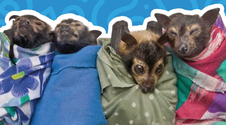 Four baby bats each wrap in a small cloth bundle, lined up side by side