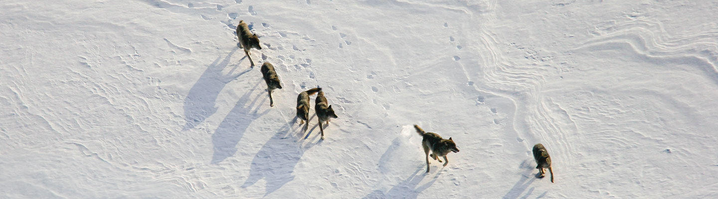 Aerial view of a wolf pack that runs across a snow-covered landscape