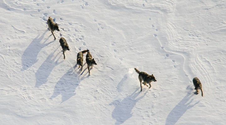 An aerial view of five wolves run across a snow-covered landscape