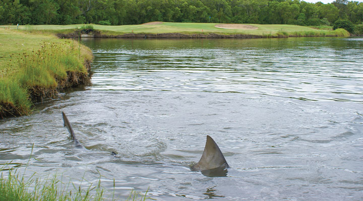 Image of shark fins in lake