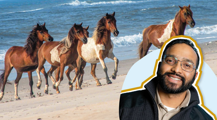 Image of park ranger and image of horses gathered on beach